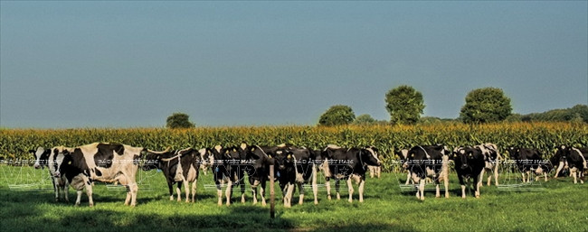 Prairies d’une ferme laitière de Binh Duong.