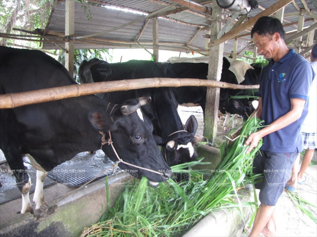 Les vaches laitières sont nourries chez l'agriculteur.