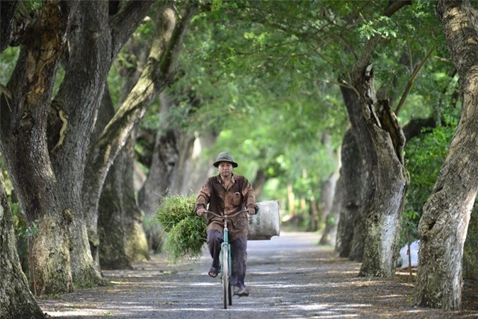 Route de campagne bordée d'arbres