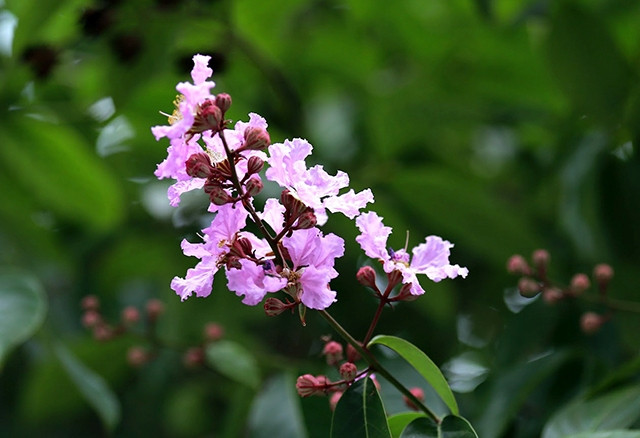 Début mai, on voit partout dans les rues de la capitale Dao Tan, Hoang Quoc Viet, Kim Ma, Tran Thai Tong, Nguyen Thai Hoc, Tho Nhuom, Đinh Tien Hoang… la couleur mauve des fleurs de Bang Lang qui fleurissent souvent en grappes de 20 cm à 40 cm. Leur feuillage est épais et luisant.