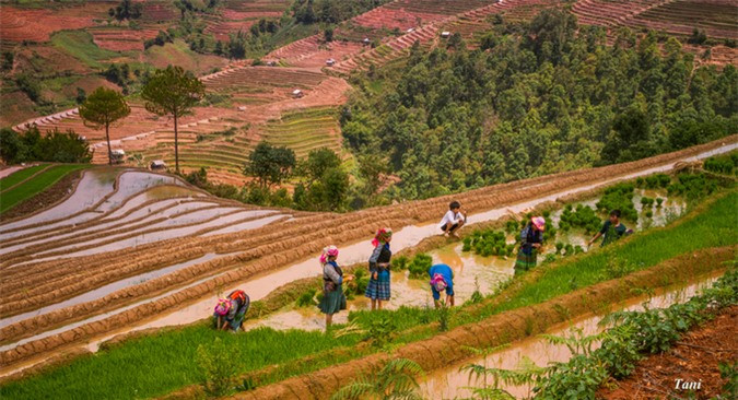 Lorsqu’ils ont fini de remplir les champs d’eau, de haut en bas, les H’Mong commencent à labourer. Les foyers s’entraident mutuellement.