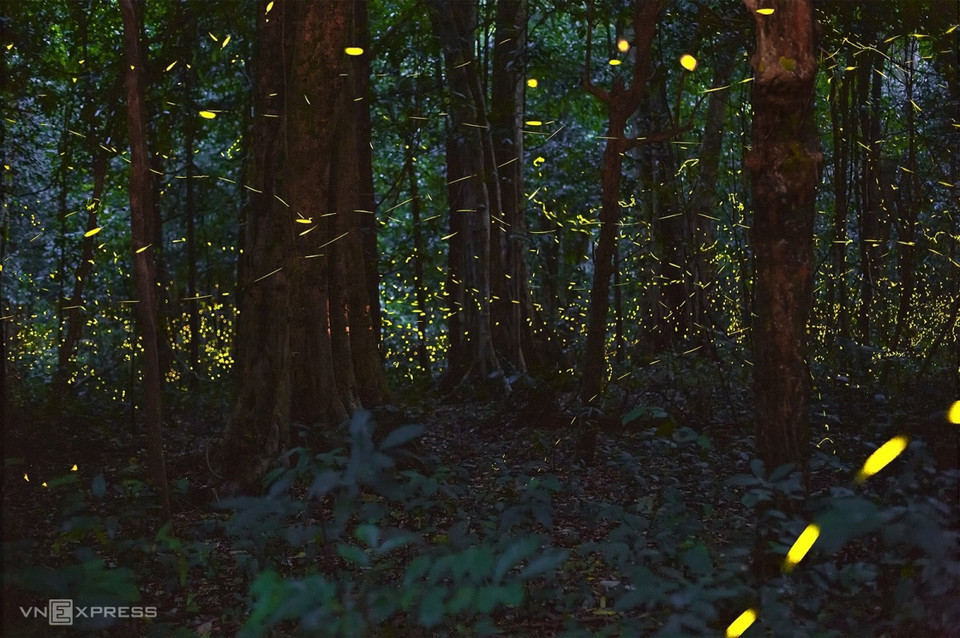 La beauté des lucioles à Cuc Phuong. Photo: vnexpress