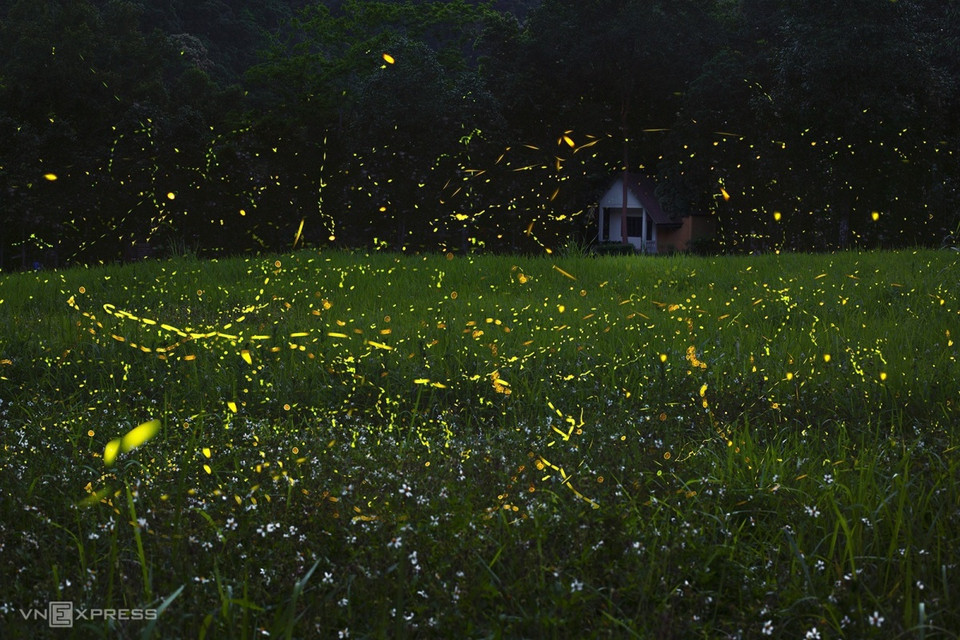 En été à Cuc Phuong, pendant la soirée, des milliers de lucioles apparaissent dans la jungle. C'est vraiment l'un des plus étonnants spectacles de la nature! Photo: vnexpress 