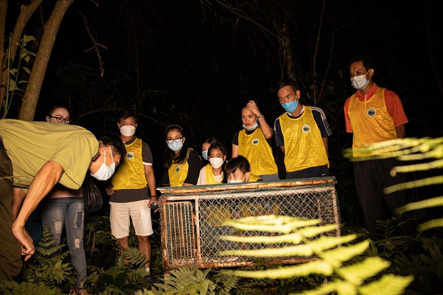 Le Centre de sauvetage et de conservation des espèces sauvages de faune et de flore précieuses du parc national de Cuc Phuong est le seul établissement du Vietnam à avoir recherché puis réussi à élever en captivité deux sortes de pangolins asiatiques, un mammifère couvert d’écailles emboîtées. Actuellement, Cuc Phuong abrite une population de 150 individus de 15 espèces rares de primates endogènes, dont neuf capables de se reproduire dans des conditions d’élevage comme le gibbon et le douc. C’est aussi le premier établissement à avoir réussi à faire se reproduire 11 espèces de tortues terrestres et d’eau douce, que l’on ne trouve là aussi qu’au Vietnam. Depuis mars 2021, la relâche d'animaux sauvages dans la nature après avoir été secourus a été décrite comme un "retour à la maison". Ces cinq derniers mois, cette activité a créé un effet fort sur la communauté et la société. Photo : VietnamPlus