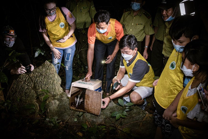 Le but de l'activité de remise en liberté d'animaux sauvages dans la nature dans la nuit de la Fête de la Mi-automne est de continuer à maintenir drastiquement la mission de conservation de la faune du Parc national de Cuc Phuong, de contribuer à enrichir l'environnement naturel de cette zone. Cet événement est également l'occasion de diffuser le message appelant à une participation active de la communauté aux efforts du Parc national de Cuc Phuong dans la mission de sauver et de conserver la faune. Le Vietnam durcit la lutte contre le trafic de pangolins, mammifère le plus braconné au monde et soupçonné d’avoir joué un rôle dans la transmission du coronavirus à l’homme. Sur les six premiers mois de 2020, les arrestations de trafiquants d’animaux sauvages, en particulier de pangolins, ont fortement augmenté. Photo : VietnamPlus