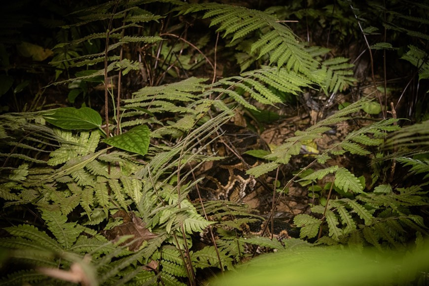 En 1991, l’Allemand Tilo Nadler est venu au Vietnam pour réaliser un film documentaire sur le Langur de Delacour. Lors de ce voyage, il a vu les menaces auxquelles étaient confrontées les espèces de primates en voie de disparition. En 1992, la Société zoologique de Francfort a demandé l'aide de spécialistes pour réaliser un projet de conservation du langur au Vietnam et Tilo Nadler s'est porté volontaire pour ce projet. À partir de mars 1993, Tilo Nadler a construit le Centre de sauvetage et de conservation des espèces sauvages précieuses de Cuc Phuong et est devenu le directeur du centre. Actuellement, ce centre est géré dans le cadre du programme de conservation des primates du Vietnam et par Zoo de Leipzig et Parc national de Cuc Phuong. Tilo Nadler a pris sa retraite et le centre est maintenant dirigé par des directeurs sous contrat du zoo de Leipzig. Photo : VietnamPlus