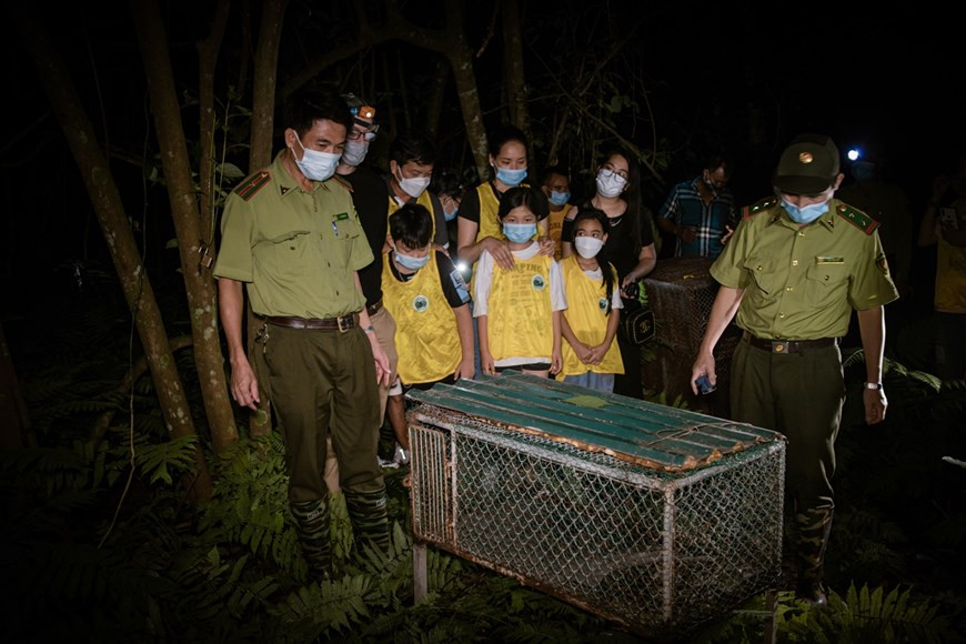 Chaque année, le Parc national de Cuc Phuong remet dans la nature des centaines de spécimens, contribuant par la même occasion à sauvegarder plusieurs espèces menacées de disparition. En outre, le parc a prélevé des échantillons d’ADN de quelques espèces de cerfs axis et cerfs cochons. Plusieurs espèces comme porc-épic, faisan blanc ou bankiva (poulet forestier)..., s’y reproduisent très bien. Le Vietnam a révisé en 2018 une loi protégeant les espèces en voie de disparition, qui durcit les sanctions. Désormais, ce crime est passible de 15 ans de prison et d’amendes de plus de 550.000 euros. Pangolins, éléphants, tigres, ours : le Vietnam est une plaque tournante pour la consommation et le trafic illégal d’espèces sauvages en Asie. Photo : VietnamPlus