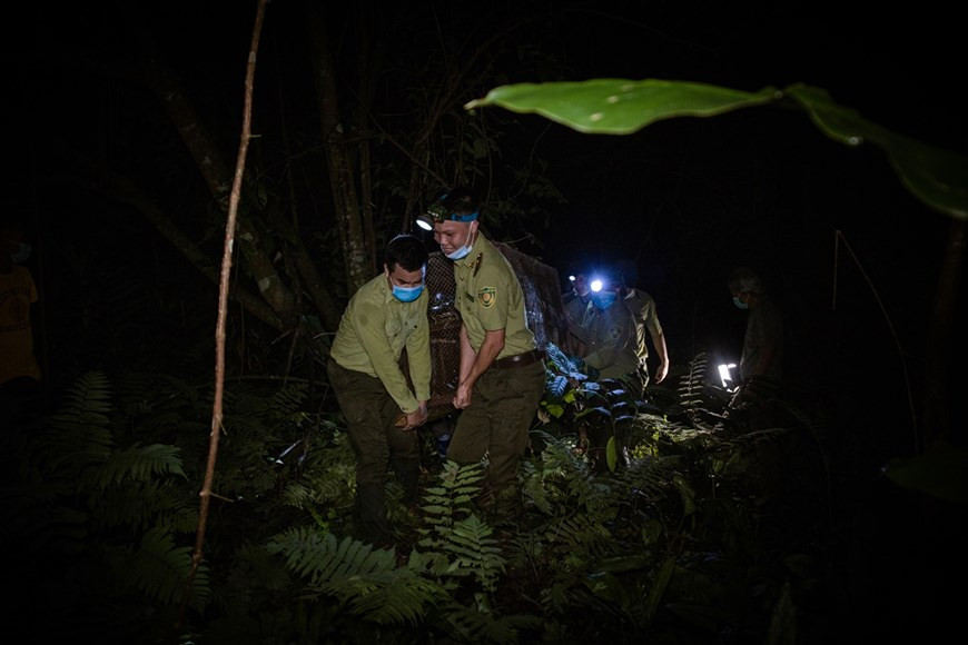 La remise en liberté d'animaux est également un excellent signal sur l'efficacité de l'éducation environnementale, créant une opportunité pour certains des enfants du Parc de rejoindre les activités de protection des animaux sauvages. Selon un rapport des Nations Unies, l'extinction des espèces sauvages augmentent à un rythme sans précédent, avec le plus grand menace provenant des besoins humains. Au cours de près de trois dernières décennies, malgré les efforts pour conserver la nature et protéger l'environnement, les ressources naturelles, en particulier ressources biologiques, sont encore surexploitées au Vietnam - l'un des 16 pays les plus riches en biodiversité au monde. Le manque de planification a entraîné le déclin continu de la biodiversité. Photo : VietnamPlus