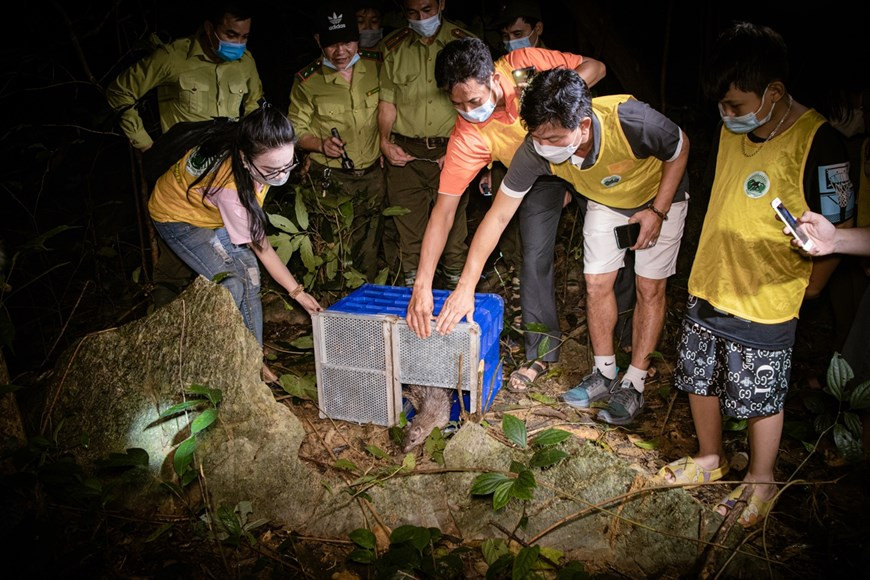 De nombreuses espèces d'animaux et de plantes, en particulier des espèces rares et précieuses, ont disparu ou sont menacées d'extinction. L'une des principales raisons du grave déclin est la chasse, le commerce et la consommation non durables de produits d'animaux sauvages tels que la corne de rhinocéros, l'ivoire, les écailles de pangolin, le baume du tigre, la bile d'ours, en particulier les oiseaux migrateurs. La chasse, l'abattage, le trafic et la consommation illégaux d'animaux sauvages et de leurs produits affectent négativement la biodiversité. Ils présentent en outre le risque de transmettre des maladies des animaux aux humains tels que la tuberculose, le paludisme, la rage, ou les maladies parasitaires causées par Toxoplasma gondii. Selon le Programme des Nations Unies pour l'environnement (PNUE), environ 60% des maladies infectieuses chez l'homme sont d'origine animale. Le chiffre ci-dessus est passé à 75 %, avec des épidémies inquiétantes comme Ebola, VIH, grippe aviaire, Zika, peste, etc. Photo : VietnamPlus
