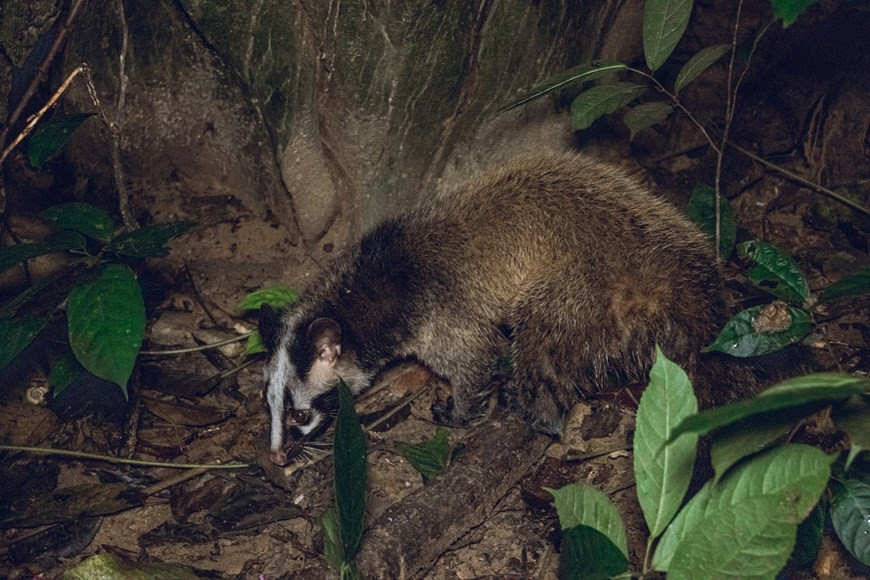 Le Centre de sauvetage et de conservation des espèces sauvages précieuses du Parc national de Cuc Phuong, créé en 1993, est l'un des premiers centres de sauvetage des animaux au Vietnam et l'un des plus grands centres de sauvetage des primates en Asie du Sud-Est. Il s'agit d'un projet à but non lucratif visant le sauvetage, la réhabilitation, l'élevage, la recherche et la conservation d'espèces de primates menacées d'extinction au Vietnam. À l'heure actuelle, ce Centre dispose de plus de 48 grands enclos, deux zones semi-sauvages clôturées électriquement (une de 2 hectares et une de 5 hectares). Les zones semi-sauvages sont construites pour préparer les animaux qualifiés à être relâchés dans la nature. Ils aident également les chercheurs à étudier le comportement des primates passant de la captivité à une zone semi-sauvage. Il existe des enclos avec des logements chauffés spécialement conçus pour les espèces de primates du Centre et du Sud Vietnam. Photo : VietnamPlus