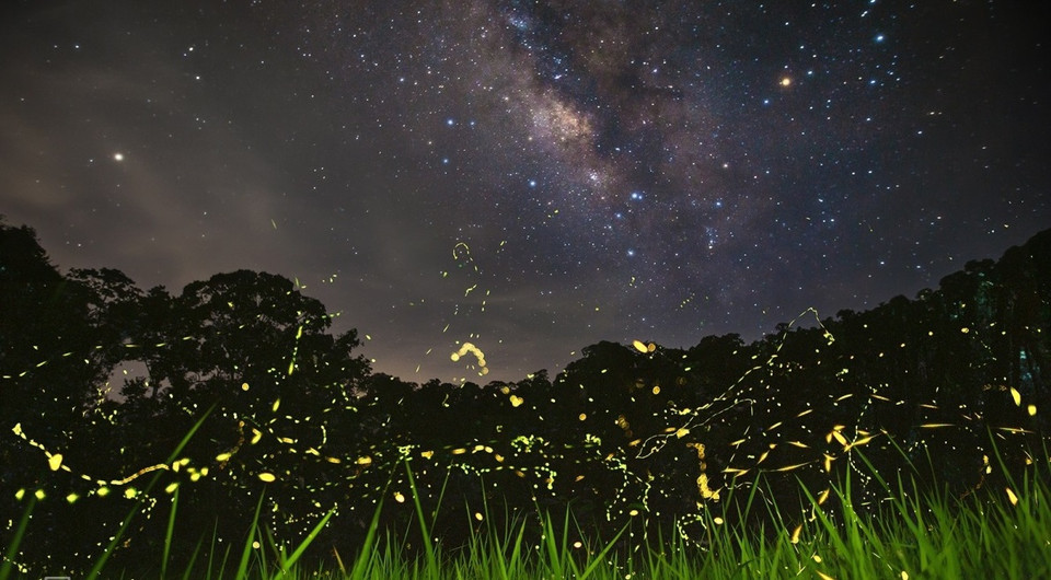 La lumière diffusée par la luciole provient d'une réaction chimique produite à l’intérieur de son abdomen. Les deux façons d’émettre de la lumière sont l’incandescence (la production de chaleur crée le phénomène lumineux) et la luminescence (production d’un photon, particule froide). Photo: vnexpress