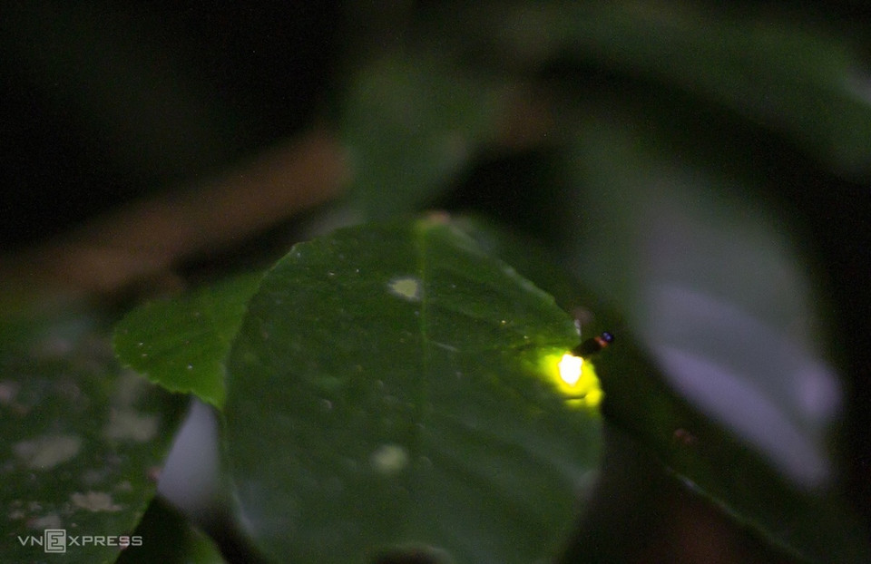 La luciole se distingue par sa capacité à émettre une lumière vive. Cet insecte utilise son abdomen photophore pour trouver un partenaire et repousser les prédateurs. Photo: vnexpress 