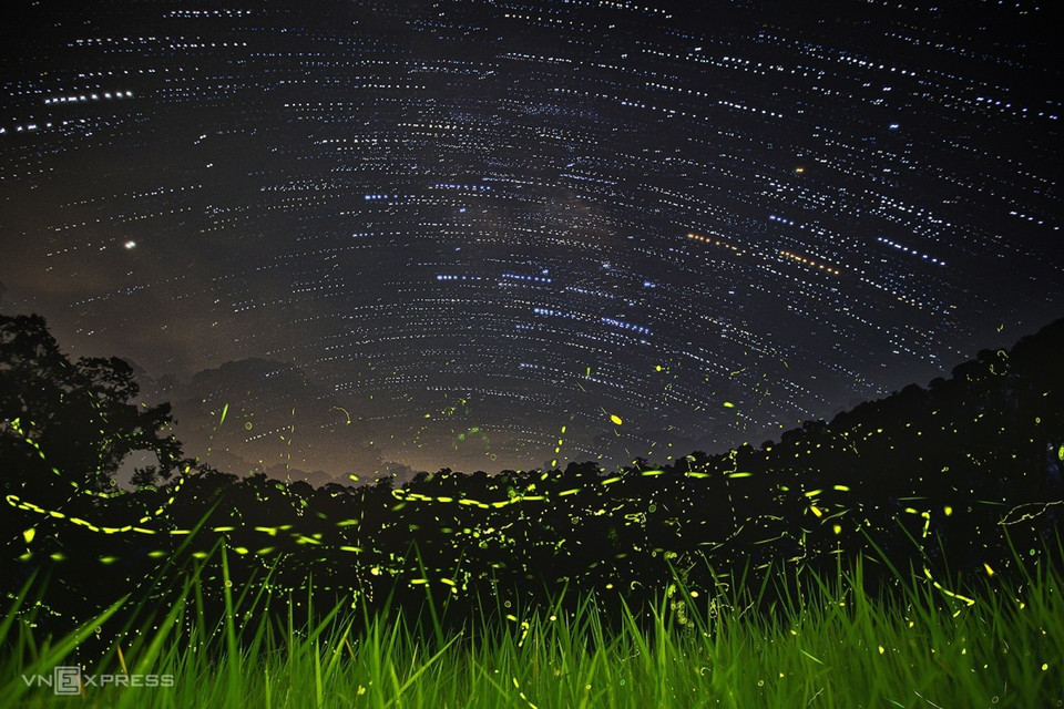 Actuellement, à cause de pesticides et de l'urbanisation rapide les lucioles sont en forte régression au Vietnam. Photo: vnexpress