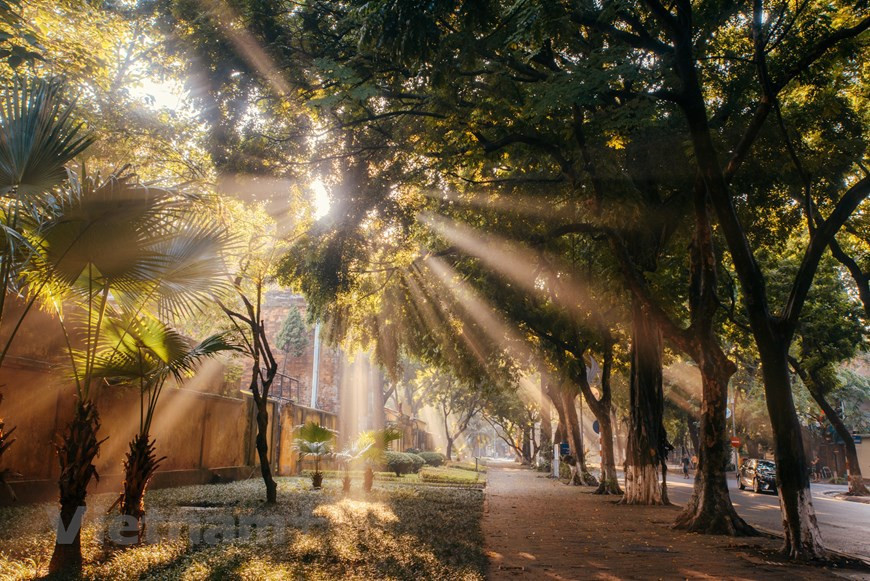 Les trottoirs de la rue Phan Dinh Phung sont recouverts de belles feuilles dorées. Considérée comme la plus romantique rue de Hanoï, Phan Dinh Phung abrite les plus grands trottoirs de la capitale vietnamienne et deux rangées d'anciens arbres dénommés Dracontomelum. Ce lieu est devenue le sujet et l'inspiration de nombreux photographes. Photo: VNA