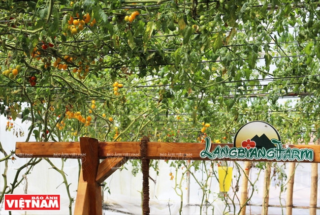 Au Green Box, deux méthodes de culture sont pratiquées: hydroponique et aéroponique.