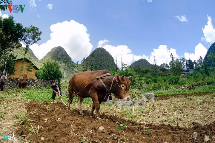 Le haut plateau de Dông Van mérite autant la visite pour ses paysages pittoresques que pour ses habitants chaleureux et hospitaliers.