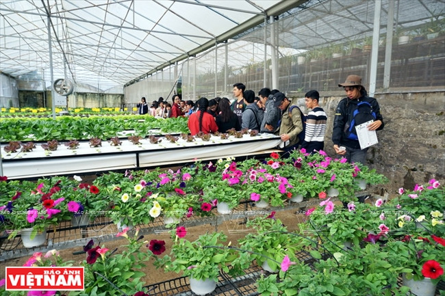 Green Box attire un nombre croissant de touristes.