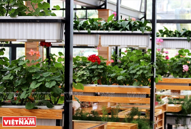 Le café Green Box est situé au sein d’une ferme de fleurs et légumes.
