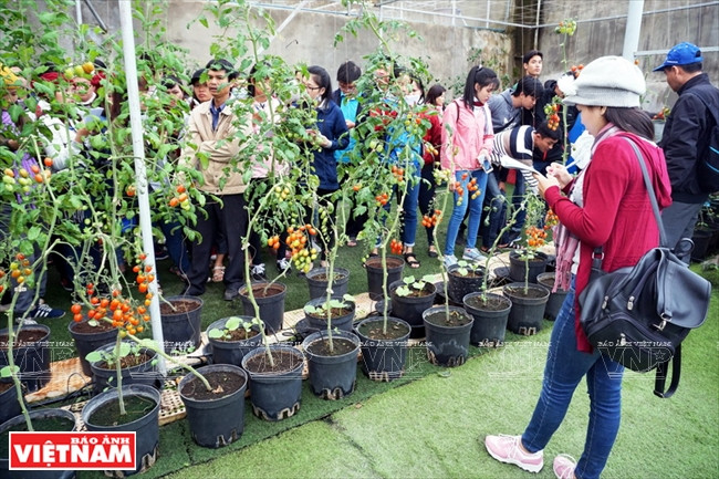Green Box est un nouveau modèle d’agrotourisme à Dà Lat.