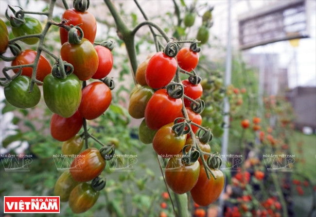Des touristes peuvent récolter eux-mêmes des tomates pour faire leurs boissons.