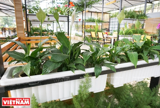 Les plantes sont omniprésentes.