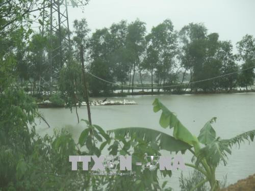 Des milliers d'hectares de rizières et de cultures maraîchères dans la province de Nghe An (Centre) ont été submergés à cause du typhon No3.