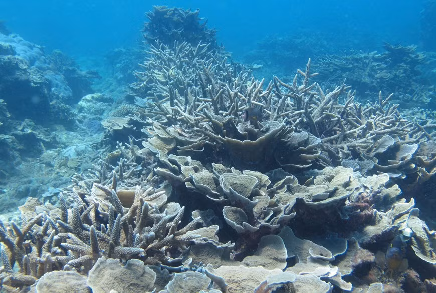 Les eaux marines de Nui Chua ont également d’abondants récifs coralliens avec 350 espèces appartenant à 59 genres. Photo: VNA
