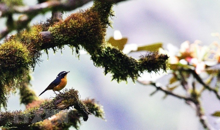 Elle est gérée dans le respect des savoirs traditionnels des communautés locales, y compris les savoirs autochtones et populaires sur la production et l’organisation sociale. Photo: VNA