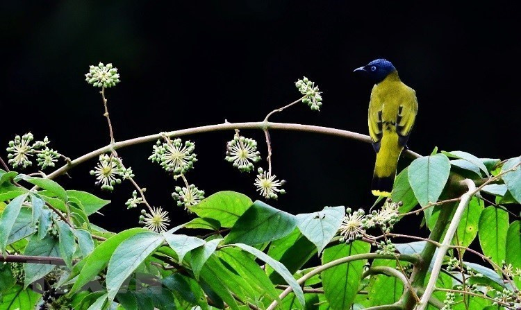 Cette zone présente les caractéristiques spécifiques de la forêt des Hauts plateaux du Centre, la richesse de l'écosystème de forêt dense tropicale et une grande biodiversité. Photo: VNA