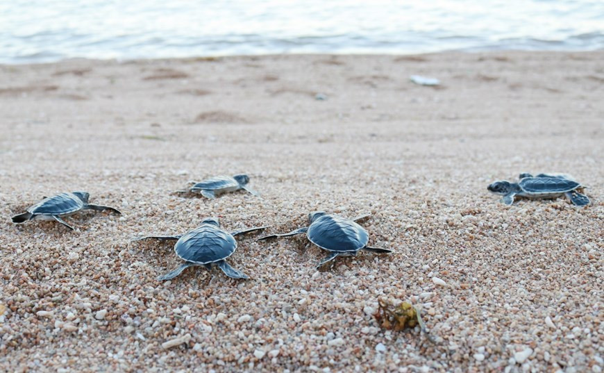 Particulièrement, la zone maritime de la réserve de biosphère de Nui Chua est l'une des rares zones continentales du Vietnam à accueillir chaque année des tortues marines pour y pondre. Photo: VNA