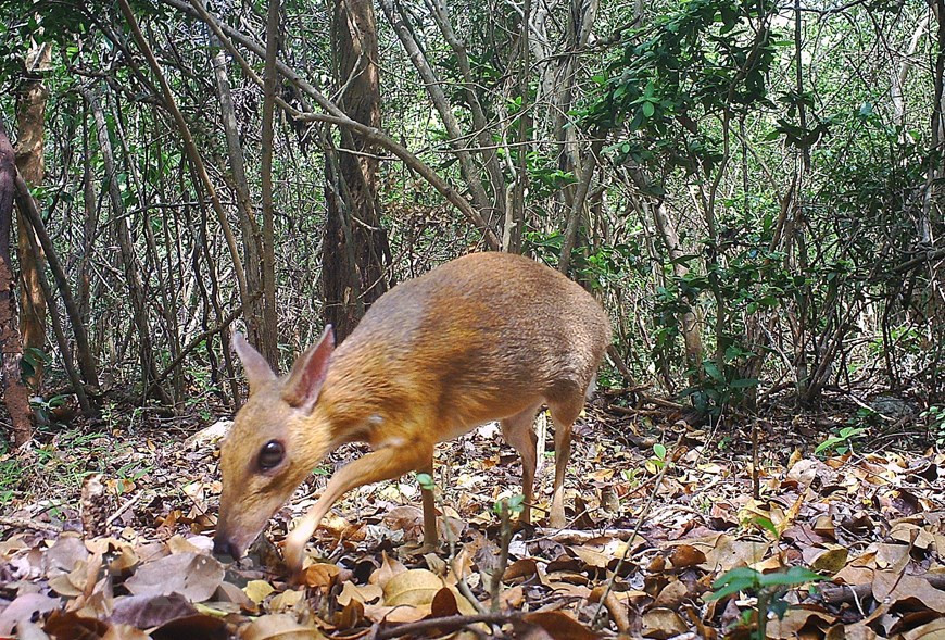 Le chevrotain à dos argenté (Tragulus versicolor) qui n’avait plus été vu depuis près de 30 ans, s’est apparu dans la réserve de biosphère de Nui Chua. Photo: VNA