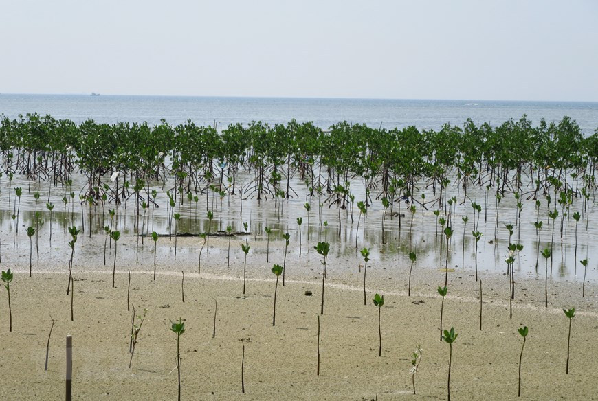 Plantation de mangroves dans la réserve mondiale de biosphère de Nui Chua. Photo: VNA