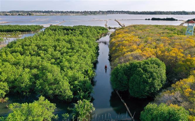  Une visite à la mangrove Ru Cha cet automne offre une excursion romantique parfaite. Photo: VNA
