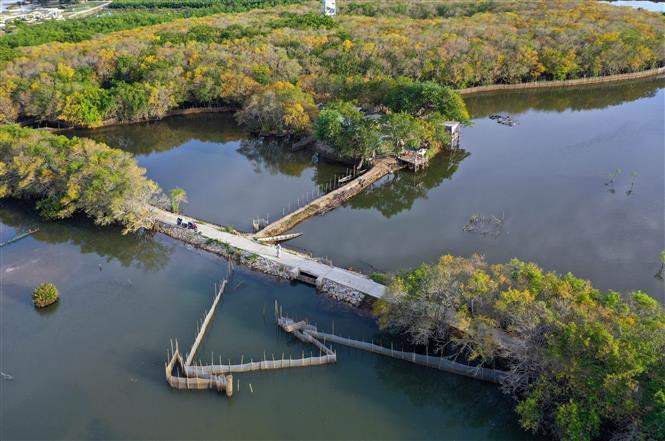 Les mois d'automne apportent la tranquillité à la mangrove Ru Cha. Photo: VNA