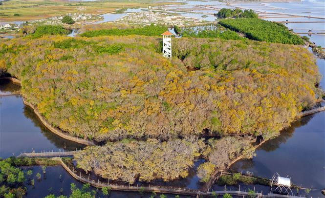 En automne, les feuilles des arbres de la mangrove Ru Cha deviennent jaunes, offrant une forêt pittoresque aux visiteurs. Photo: VNA