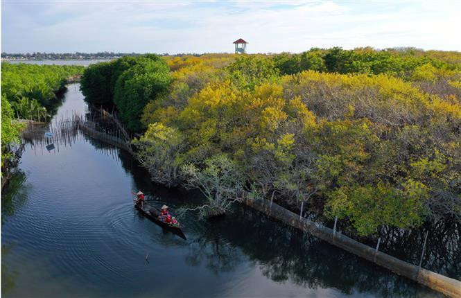 L'automne crée de beaux paysages dans la mangrove Ru Cha. Photo: VNA