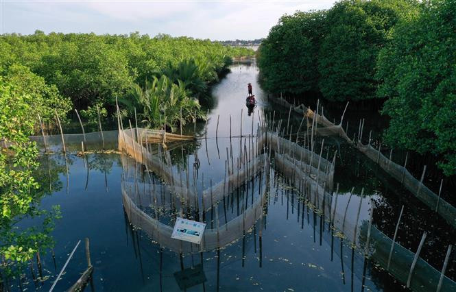 La mangrove Ru Cha devient une destination écologique de la lagune de Tam Giang. Photo: VNA 
