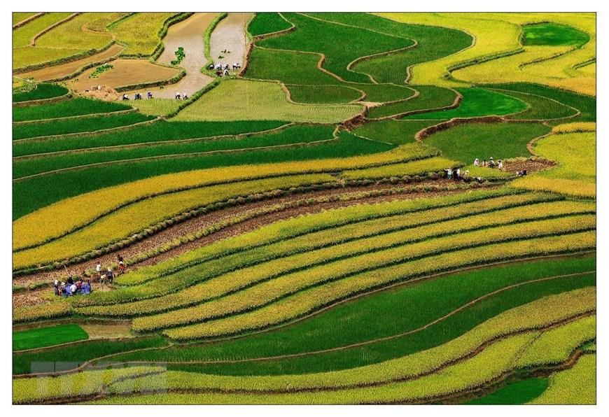 Le 18 octobre 2007, 500 ha de rizières en terrasses de Mu Cang Chai ont été classées Site pittoresque national par le ministère de la Culture, des Sports et du Tourisme. Photo: VNA