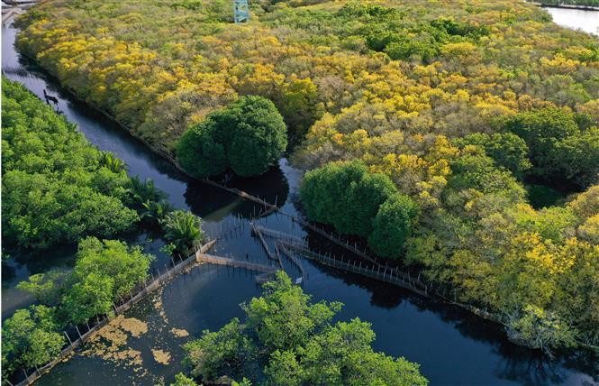 En automne, la mangrove Ru Cha est recouverte d'une couleur jaune brillante, contribuant à créer un espace paisible et attirer un grand nombre de touristes. Photo: VNA