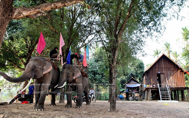 Des éléphants prêts à emmener des touristes visiter le hameau de Ban Dôn.
