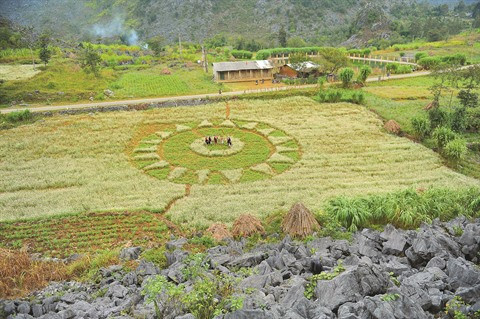 Le sarrasin fleurit généralement d’octobre à novembre à Hà Giang.