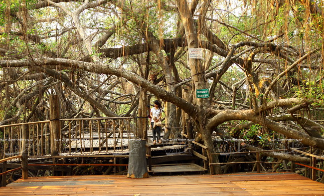 Des arbres séculaires au bord du fleuve Serepok.