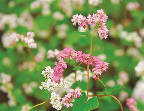 Cette fleur est connue pour sa beauté sauvage.