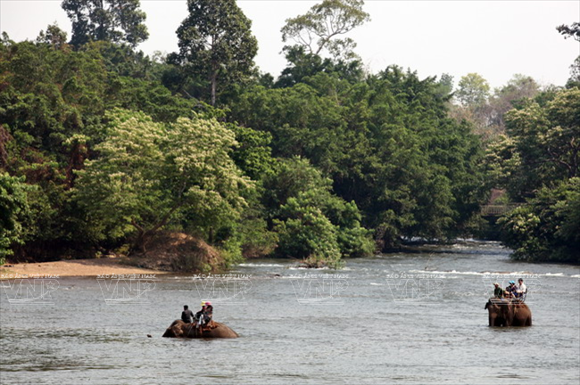 Des touristes à dos d’éléphant dans le fleuve Serepok.