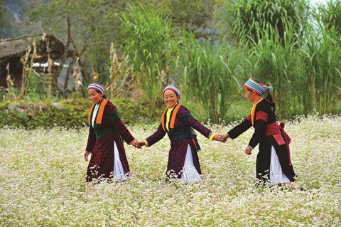 Des femmes H’Mông s’aventurent dans un champ de fleurs de sarrasin.