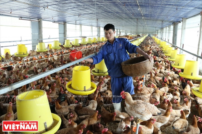 La société Tiên Viên fournit chaque jour quelque 500.000 oeufs au marché.