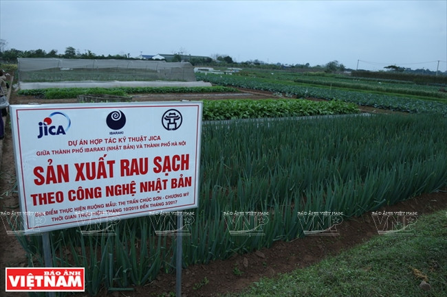 Un champ typique de production de légume bio selon des technologies japonaises dans la commune de Chuc Son, district de Chuong My.