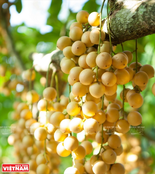Cân Tho est célèbre pour de nombreux fruits de spécialité du Nam Bô.