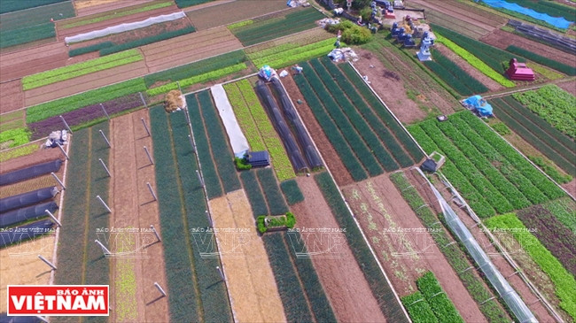  En 2006, les autorités de Chuong My ont déployé une politique de restructuration agricole et de soutien aux habitants en termes de semis, de techniques et de prêts.