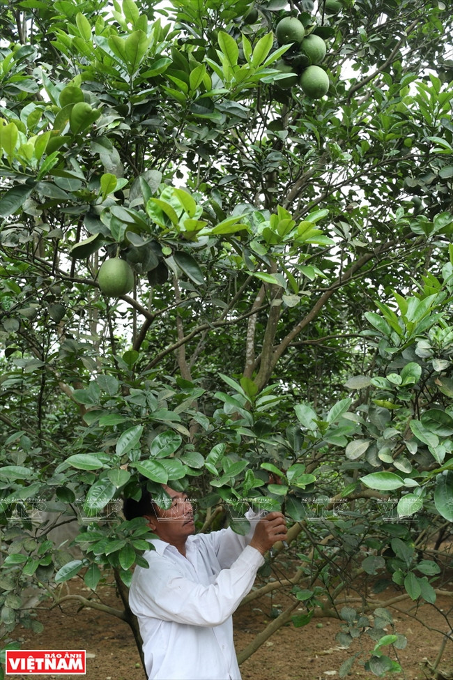 336 familles de la commune Trân Phu cultivent des arbres fruitiers comme orange Canh et pomelo Diên sur 286ha de collines autrefois couvertes de manioc, rapportant un haut revenu.